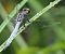 Orthetrum coerulescens  - Fabio Angeli