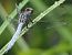 Orthetrum coerulescens © Fabio Angeli