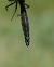 Somatochlora alpestris  - Fabio Angeli
