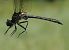 Somatochlora alpestris  - Fabio Angeli