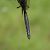 Somatochlora alpestris  - Fabio Angeli