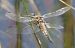 Libellula quadrimaculata © Fabio Angeli