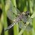 Libellula quadrimaculata  - Fabio Angeli