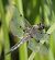 Libellule à quatre taches (Libellula quadrimaculata) © Fabio Angeli