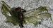 Leucorrhinia dubia  - Fabio Angeli