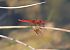 Crocothemis erythraea  - Fabio Angeli