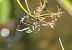 Ischnura elegans  - Fabio Angeli