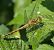 Sympetrum striolatum  - Fabio Angeli