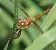 Sympetrum striolatum © Fabio Angeli