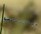 Coenagrion puella  - Fabio Angeli