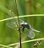 Orthetrum coerulescens  - Fabio Angeli