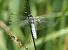 Orthetrum coerulescens  - Fabio Angeli