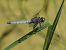 Orthetrum coerulescens © Fabio Angeli