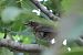 Merlo (Turdus merula) © Fabio Angeli