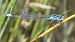Ischnura elegans  - Fabio Angeli