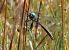 Somatochlora alpestris  - Fabio Angeli