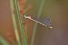 Lestes dryas © Giovanni Fontanesi