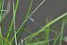 Lestes dryas © Giovanni Fontanesi