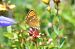 Lycaena virgaureae © Giovanni Fontanesi