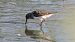 Gambecchio nano (Calidris temminckii) © Riccardo de Santis