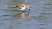 Gambecchio comune (Calidris minuta) © Riccardo de Santis