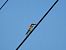 Gruccione (Merops apiaster) © Francesco Scarton