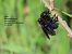 Xylocopa violacea © Giorgio Leoni