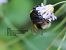 Bombus terrestris © Giorgio Leoni