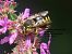 Anthidium sp. © Giorgio Leoni