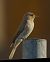 Pigliamosche (Muscicapa striata) © Marcello Longeri