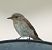 Pigliamosche mediterraneo (Muscicapa tyrrhenica) © Marcello Longeri
