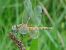 Sympetrum fonscolombei © Fabio Simonazzi