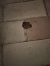 Rospo comune (Bufo bufo) Anonimo