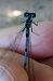 Azure Bluet (Coenagrion puella) © Nicola Pilon