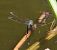 Anax imperator © Nicola Pilon