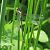 Chalcolestes viridis © Nicola Pilon