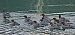 Smergo maggiore (Mergus merganser) © Angelo Pasqua