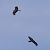 Nibbio bruno (Milvus migrans) © Angelo Pasqua