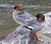 Smergo maggiore (Mergus merganser) © Angelo Pasqua