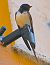 Rondine (Hirundo rustica) © Angelo Pasqua