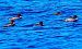 Smergo maggiore (Mergus merganser) © Angelo Pasqua