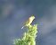 Verdone (Chloris chloris) © Angelo Pasqua