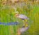 Airone rosso (Ardea purpurea) © Angelo Pasqua