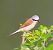 Averla piccola (Lanius collurio) © Angelo Pasqua