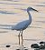 Garzetta (Egretta garzetta) © Angelo Pasqua