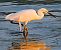 Garzetta (Egretta garzetta) © Angelo Pasqua