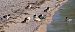 Smergo maggiore (Mergus merganser) © Angelo Pasqua
