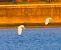 Garzetta (Egretta garzetta) © Angelo Pasqua