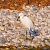 Garzetta (Egretta garzetta) © Angelo Pasqua