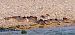 Smergo maggiore (Mergus merganser) © Angelo Pasqua